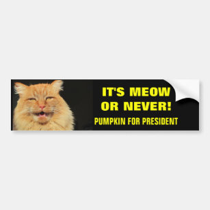 Es ist Meow oder Nie! Pumpkin für Präsident Autoaufkleber
