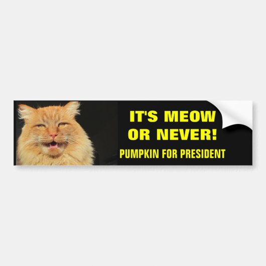 Es ist Meow oder Nie! Pumpkin für Präsident Autoaufkleber (Vorne)