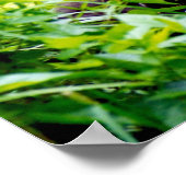 Es ist seltsam, ein großer Affe zu sein. Poster (Ecke)