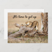 Es ist Zeit, Lion Foto mit Text aufzustehen Postkarte (Vorne/Hinten)