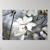 Es muss Frühling sein, Tulip Tree in Bloom Poster (Vorne)