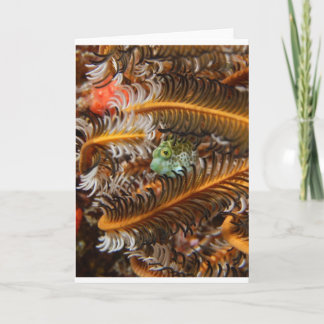 Es sind die Kleinen... Karte