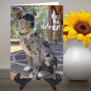 Es tut mir leid Brindle Rindvieh Hund verspäteter  Karte
