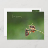 Es tut mir leid postkarte (Vorne/Hinten)