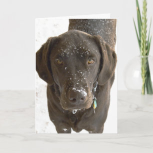Es tut mir leid Schnee bestreuter Chocolate Lab Ph Karte