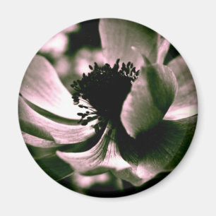 Es war ein schöner Tag.Anemone Magnet