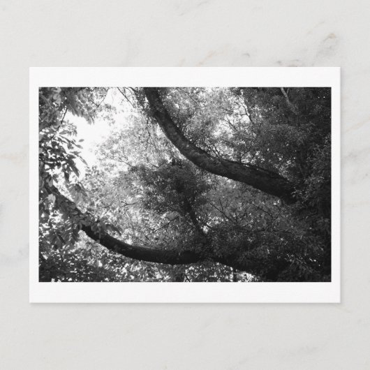 Es war einmal im Wald Postkarte (Vorderseite)