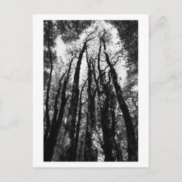 Es war einmal im Wald Postkarte