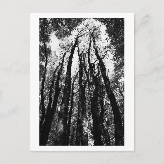 Es war einmal im Wald Postkarte (Vorderseite)