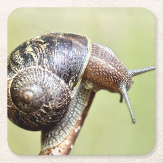 Escargots - Die große Freude Rechteckiger Pappuntersetzer (Vorderseite)