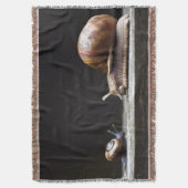 Escargots - Schneckenmuschel Decke (Vorderseite Vertikal)