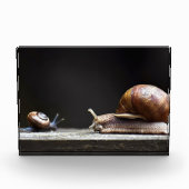 Escargots - Schneckenmuschel Fotoblock (Vorderseite)