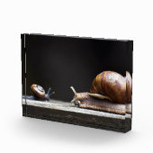 Escargots - Schneckenmuschel Fotoblock (Rechts)