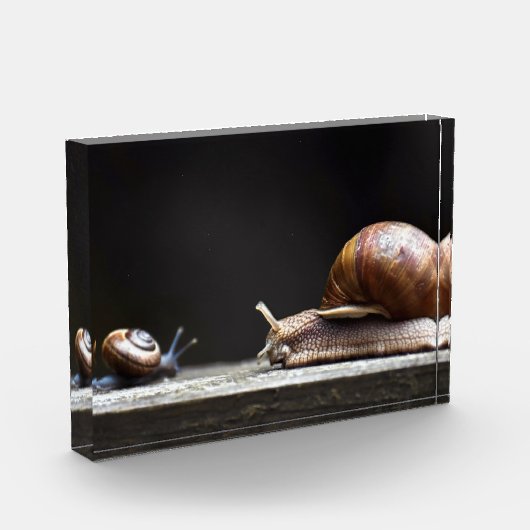 Escargots - Schneckenmuschel Fotoblock (Links)