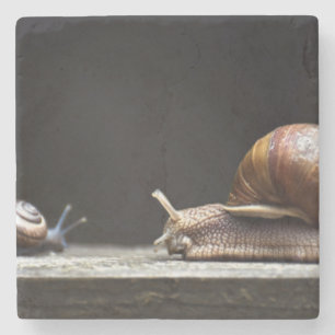 Escargots - Schneckenmuschel Steinuntersetzer