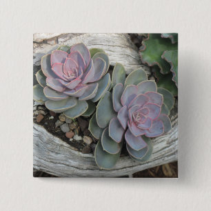 Escheveria Button