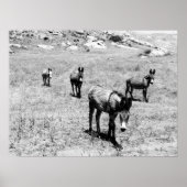 Esel 001 poster (Vorne)