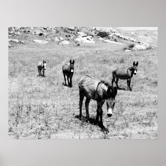 Esel 001 poster (Vorne)