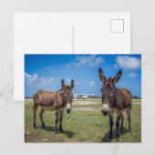 Esel am Flughafen Postkarte (Vorne/Hinten)