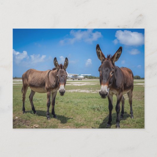 Esel am Flughafen Postkarte (Vorderseite)
