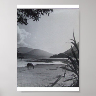 Esel an der Küste, Achill Island Irland 1960er Jah Poster