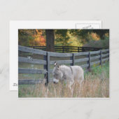 Esel auf einem Herbst-Gebiet Postkarte (Vorne/Hinten)