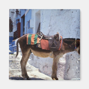 Esel, Fira Santorini, Griechenland Magnet