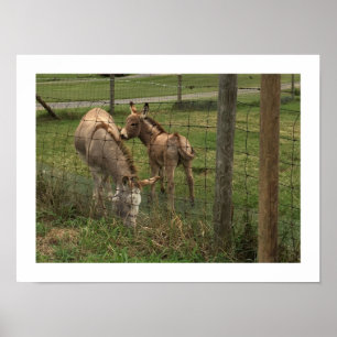Esel Foto Poster
