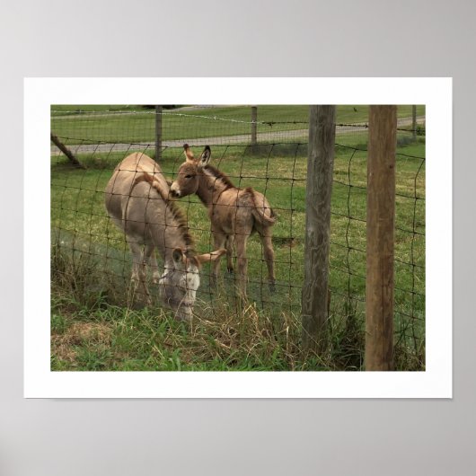 Esel Foto Poster (Vorne)