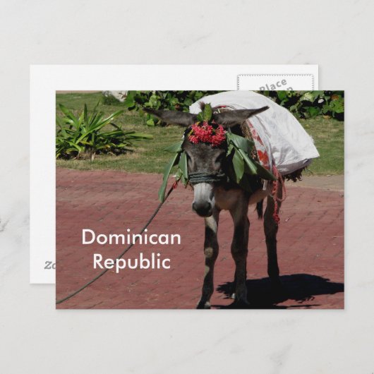 Esel in der Dominikanischen Republik auf einer Pos Postkarte (Vorne/Hinten)