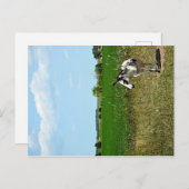 Esel in einem Feld Postkarte (Vorne/Hinten)