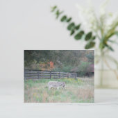 Esel in einem Herbstfeld. Postkarte (Stehend Vorderseite)