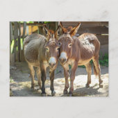 Esel in Liebe Postkarte (Vorderseite)