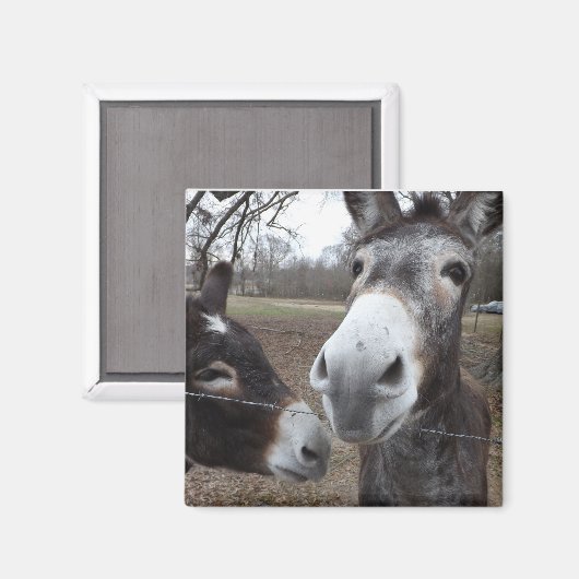 Esel! Magnet (Vorderseite/Rückseite)