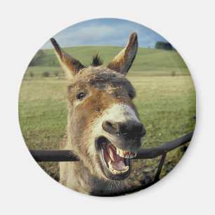 Esel Magnet