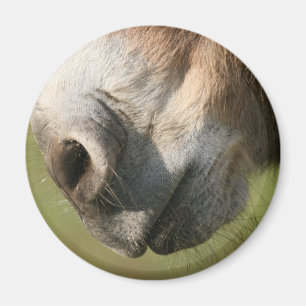 Esel Magnet