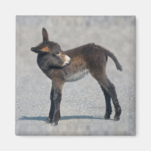 Esel Magnet