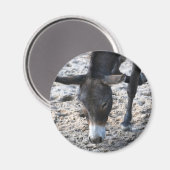 Esel Magnet (Vorderseite/Rückseite)