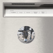 Esel Magnet (In Situ (Geschirrspüler))