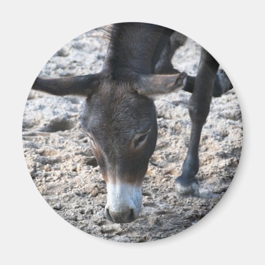 Esel Magnet (Vorne)