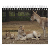 Esel oder Donkey als Kalender (Titelbild)