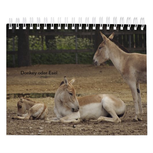Esel oder Donkey als Kalender (Titelbild)