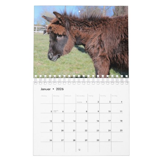 Esel oder Donkey als Kalender (Jan 2026)