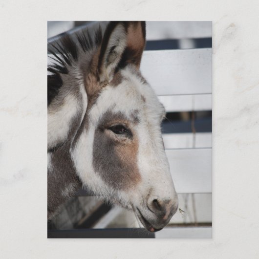 Esel Postkarte (Vorderseite)