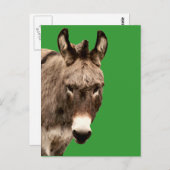 Esel Postkarte (Vorne/Hinten)