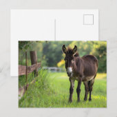 Esel Postkarte (Vorne/Hinten)
