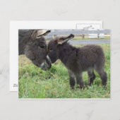Esel Postkarte (Vorne/Hinten)
