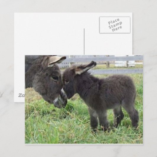 Esel Postkarte (Vorne/Hinten)