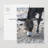 Esel Postkarte (Vorne/Hinten)