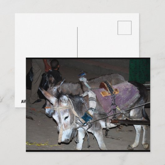 Esel von Luxor Postkarte (Vorne/Hinten)
